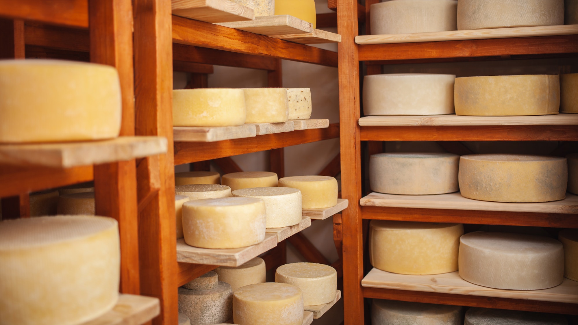 Wooden shelves in basement, cellar with round cheese. Home production from milk, private